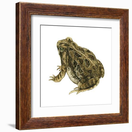 Fowler's Toad (Bufo Fowleri), Amphibians-Encyclopaedia Britannica-Framed Art Print