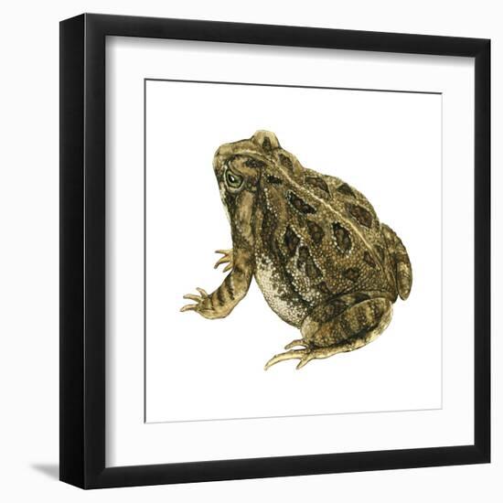 Fowler's Toad (Bufo Fowleri), Amphibians-Encyclopaedia Britannica-Framed Art Print