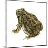 Fowler's Toad (Bufo Fowleri), Amphibians-Encyclopaedia Britannica-Mounted Art Print