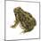 Fowler's Toad (Bufo Fowleri), Amphibians-Encyclopaedia Britannica-Mounted Art Print