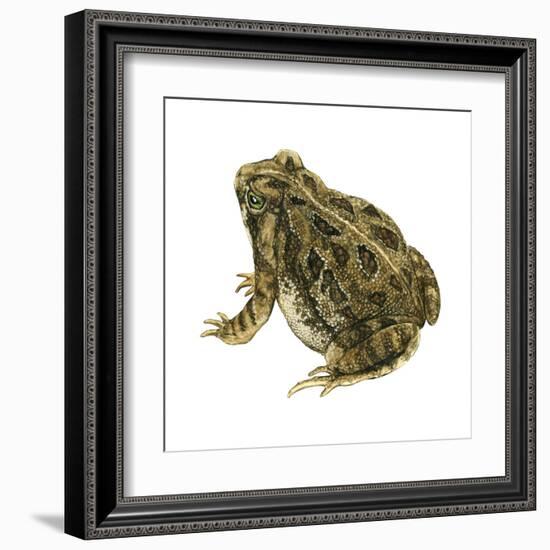 Fowler's Toad (Bufo Fowleri), Amphibians-Encyclopaedia Britannica-Framed Art Print