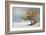 Fox and Winter Oak-Chris Vest-Framed Art Print