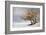 Fox and Winter Oak-Chris Vest-Framed Art Print