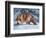 Fox at the Pines-Kevin Daniel-Framed Art Print