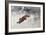 Fox Being Chased Through the Snow-Bruno Andreas Liljefors-Framed Giclee Print