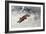 Fox Being Chased Through the Snow-Bruno Andreas Liljefors-Framed Giclee Print