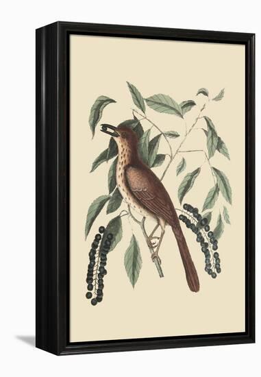 Fox Colored Thrush-Mark Catesby-Framed Stretched Canvas