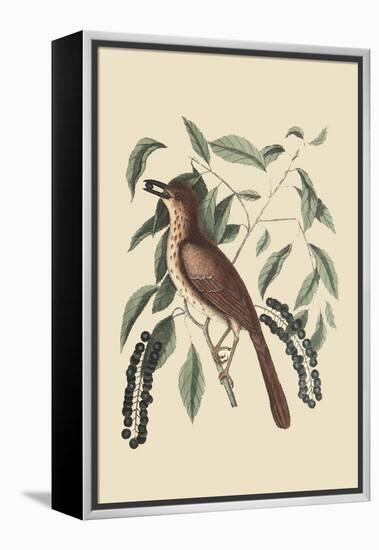 Fox Colored Thrush-Mark Catesby-Framed Stretched Canvas