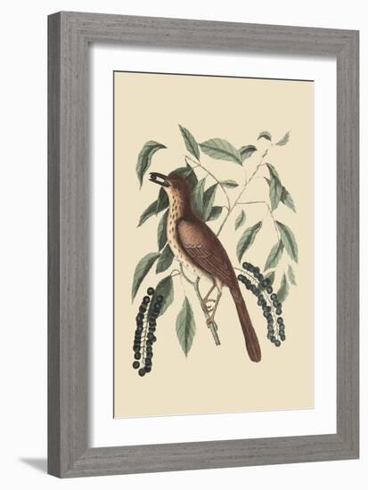 Fox Colored Thrush-Mark Catesby-Framed Art Print