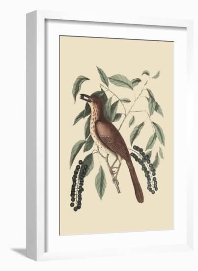 Fox Colored Thrush-Mark Catesby-Framed Art Print