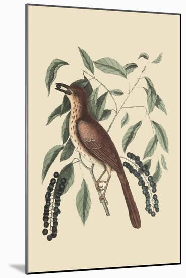 Fox Colored Thrush-Mark Catesby-Mounted Art Print