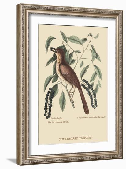 Fox Colored Thrush-Mark Catesby-Framed Art Print