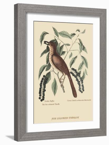 Fox Colored Thrush-Mark Catesby-Framed Art Print