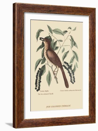 Fox Colored Thrush-Mark Catesby-Framed Art Print