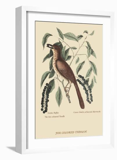 Fox Colored Thrush-Mark Catesby-Framed Art Print