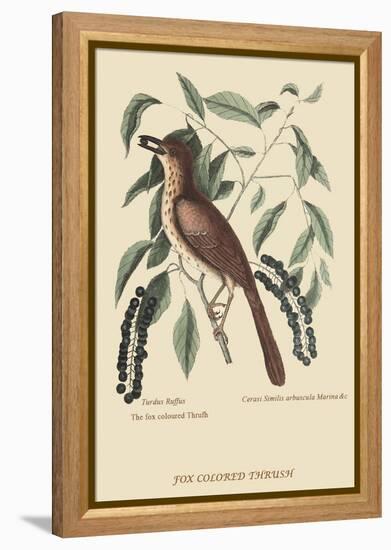 Fox Colored Thrush-Mark Catesby-Framed Stretched Canvas
