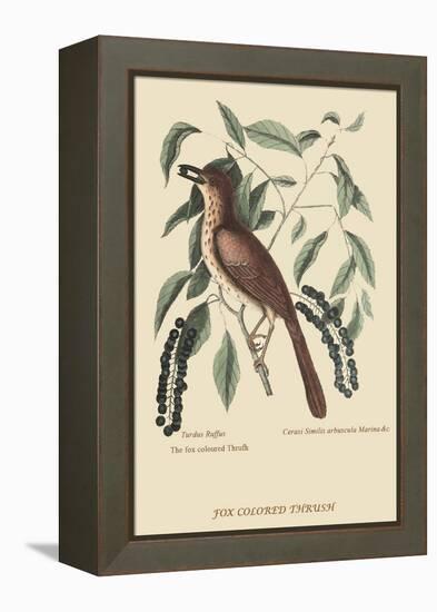 Fox Colored Thrush-Mark Catesby-Framed Stretched Canvas