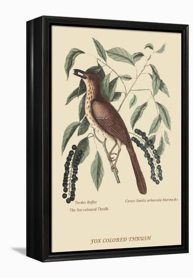 Fox Colored Thrush-Mark Catesby-Framed Stretched Canvas