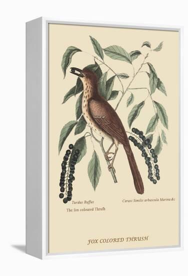 Fox Colored Thrush-Mark Catesby-Framed Stretched Canvas