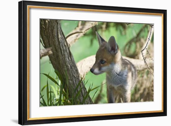 Fox Cub-Veneratio-Framed Photographic Print