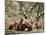 Fox Cubs-null-Mounted Photographic Print