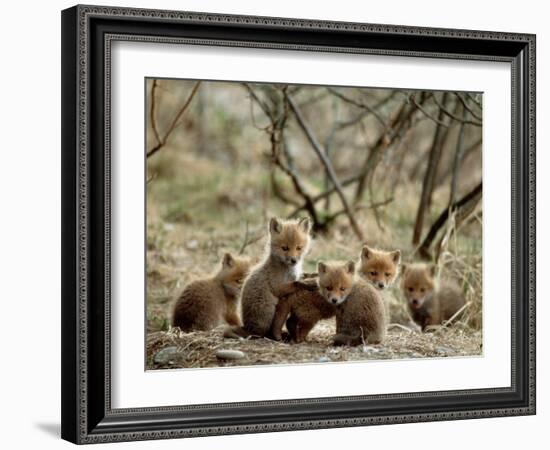 Fox Cubs-null-Framed Photographic Print