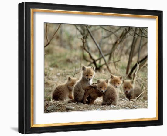 Fox Cubs-null-Framed Photographic Print