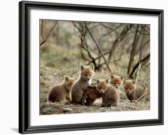 Fox Cubs-null-Framed Photographic Print