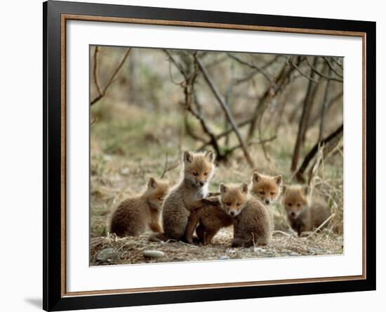 Fox Cubs-null-Framed Photographic Print