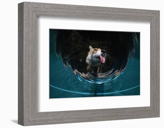 Fox drinking water from a sauna pool in a garden, Hungary-Milan Radisics-Framed Photographic Print