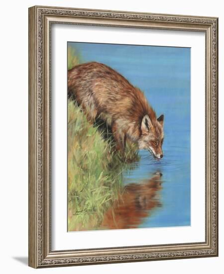 fox drinking-David Stribbling-Framed Art Print