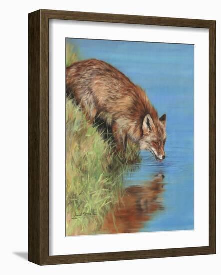 fox drinking-David Stribbling-Framed Art Print