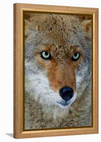 Fox Face-Howard Ruby-Framed Premier Image Canvas