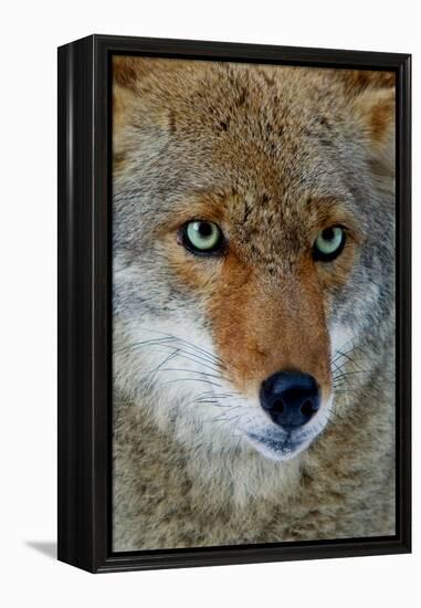 Fox Face-Howard Ruby-Framed Premier Image Canvas