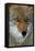 Fox Face-Howard Ruby-Framed Premier Image Canvas