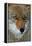 Fox Face-Howard Ruby-Framed Premier Image Canvas