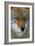 Fox Face-Howard Ruby-Framed Photographic Print