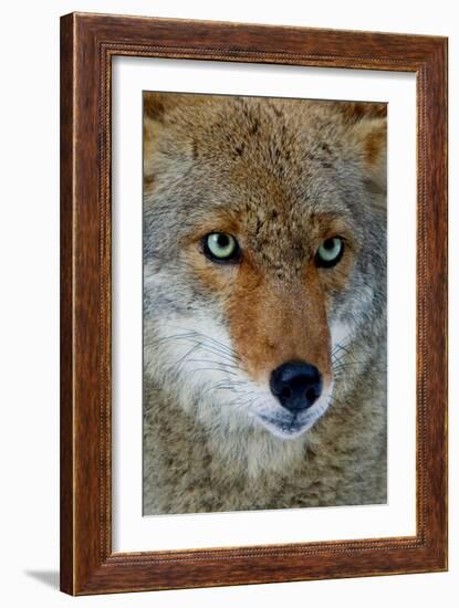 Fox Face-Howard Ruby-Framed Photographic Print