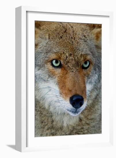 Fox Face-Howard Ruby-Framed Photographic Print