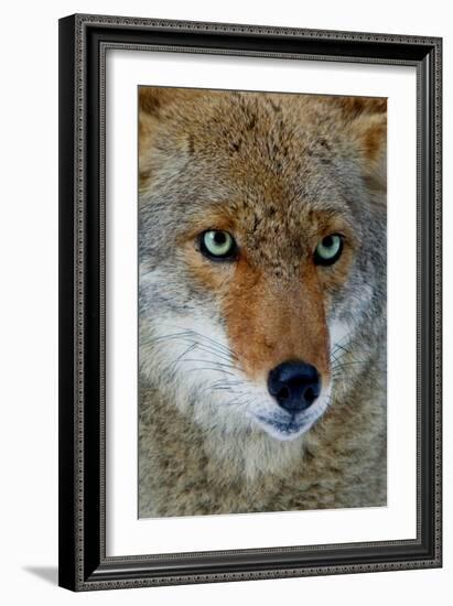 Fox Face-Howard Ruby-Framed Photographic Print