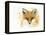 Fox Fire-Michelle Faber-Framed Premier Image Canvas