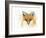 Fox Fire-Michelle Faber-Framed Giclee Print