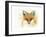 Fox Fire-Michelle Faber-Framed Giclee Print