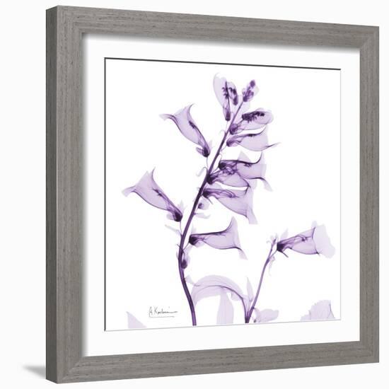 Fox glove-Albert Koetsier-Framed Premium Giclee Print