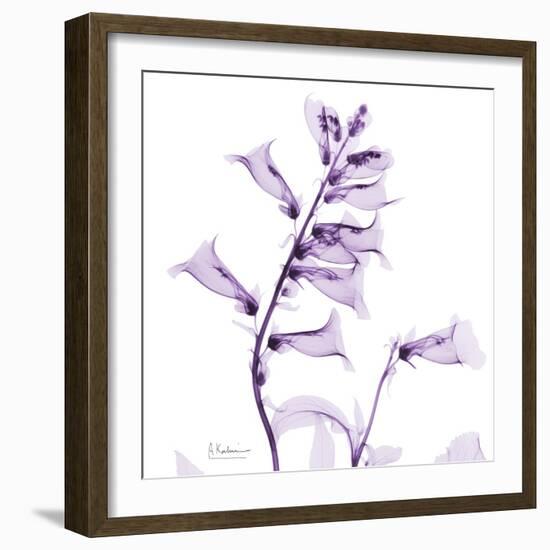 Fox glove-Albert Koetsier-Framed Premium Giclee Print