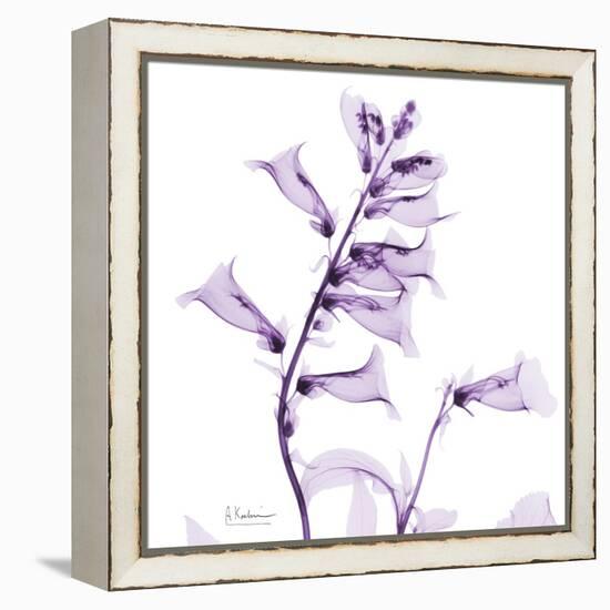 Fox glove-Albert Koetsier-Framed Stretched Canvas