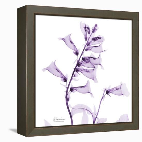 Fox glove-Albert Koetsier-Framed Stretched Canvas