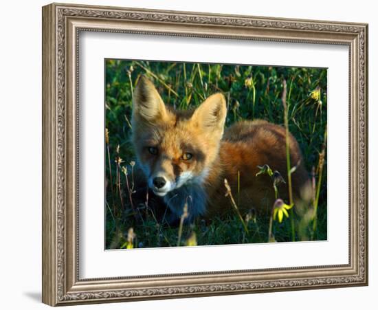 Fox in Alaska Spring Flowers-Charles Glover-Framed Giclee Print