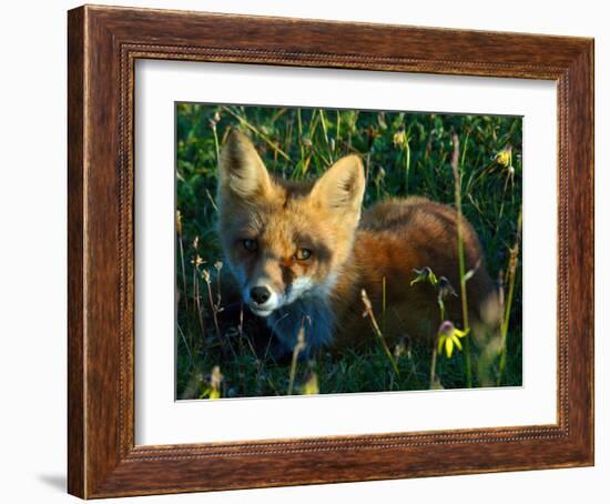 Fox in Alaska Spring Flowers-Charles Glover-Framed Giclee Print