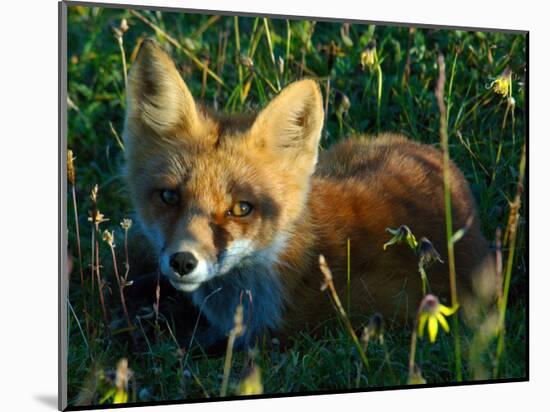 Fox in Alaska Spring Flowers-Charles Glover-Mounted Giclee Print